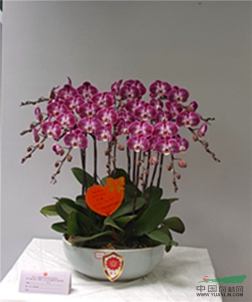 福建“花王”評選結(jié)果揭曉